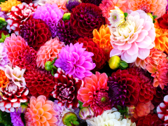 Highlighted image: Ontdek de kleurrijke Bollenstreek en de kracht van de dahlia tijdens het Holland Dahlia Event